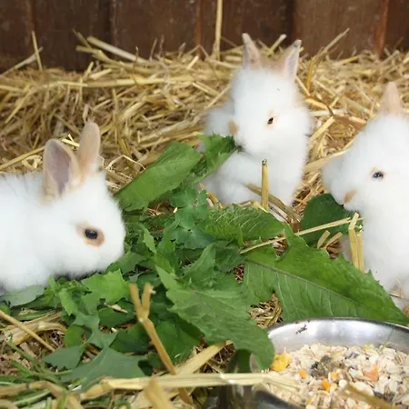 1 Apartment Bojendorf